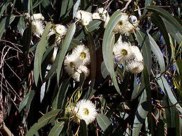25 TASMANIAN Blue Gum TREE / EUCALYPTUS Globulus Flower Seeds